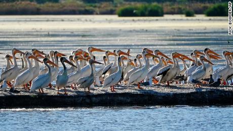 Pelicans gather in June on an island on Farmington Bay near the Great Salt Lake.