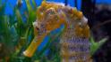 Scientist&#39;s crusade to protect seahorses