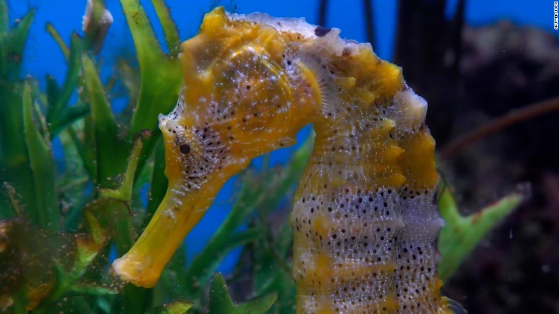 yellow seahorses