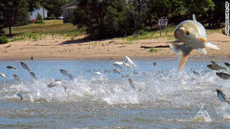 Invasive carp jump from the Illinois River near Havana, Illinois. Previously known as &quot;Asian carp&quot; a push has resulted in the name being changed to &quot;Invasive&quot; carp throughout the country. 