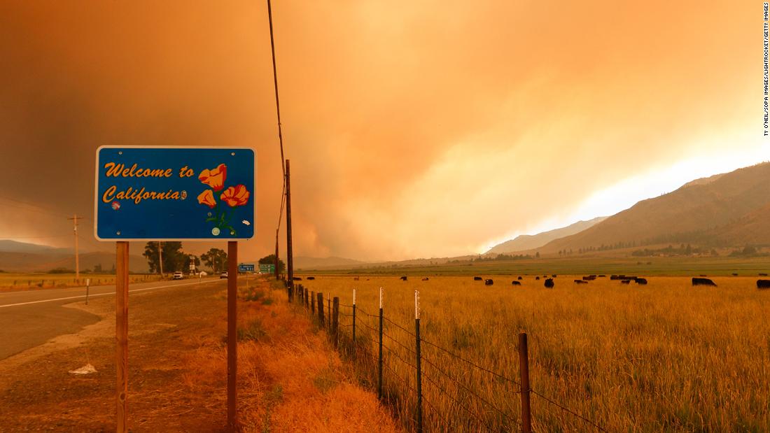 Cattle graze as the Tamarack Fire burns in Markleeville, California, on July 17.