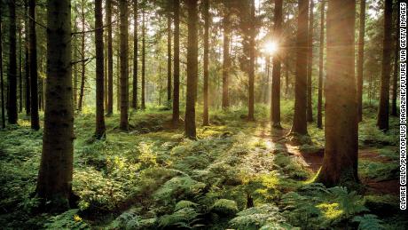 Exposure to woodland was associated with higher scores for cognition, researchers said.