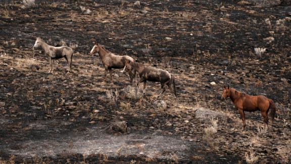 Horses climb a hillside that was burned by the Chuweah Creek Fire in eastern Washington.