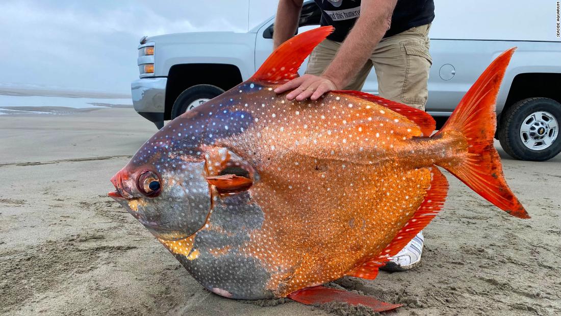 Opha fish: 100-pound tropical fish discovered on a beach in Oregon