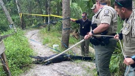 The female alligator was captured on Monday after the incident, according to the sheriff&#39;s office.