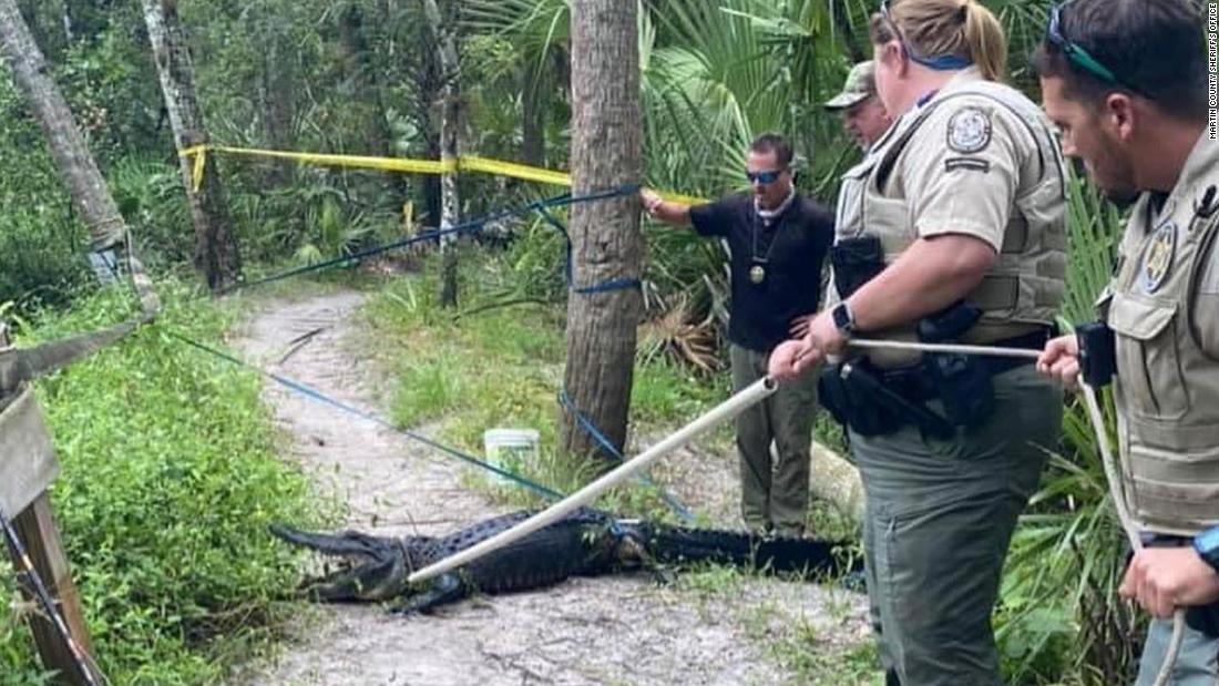 Florida cyclist bitten by an alligator after falling off bike into water