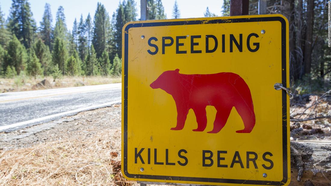 Yosemite park ranger shares heartbreaking plea to visitors to slow down after a bear cub was killed by a car