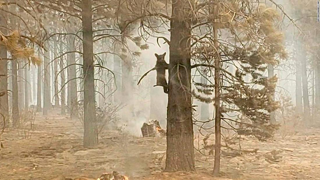 A bear cub clings to a tree after being spotted by a safety officer at the Bootleg Fire in Oregon.