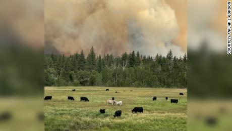 Devere Dressler and Valerie Gordon were checking on their neighbors&#39; cows when the Tamarack Fire came up the hill behind the pasture. 