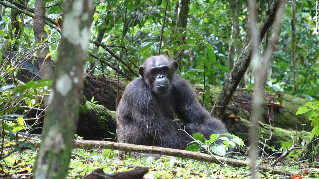 chimpanzee attack video