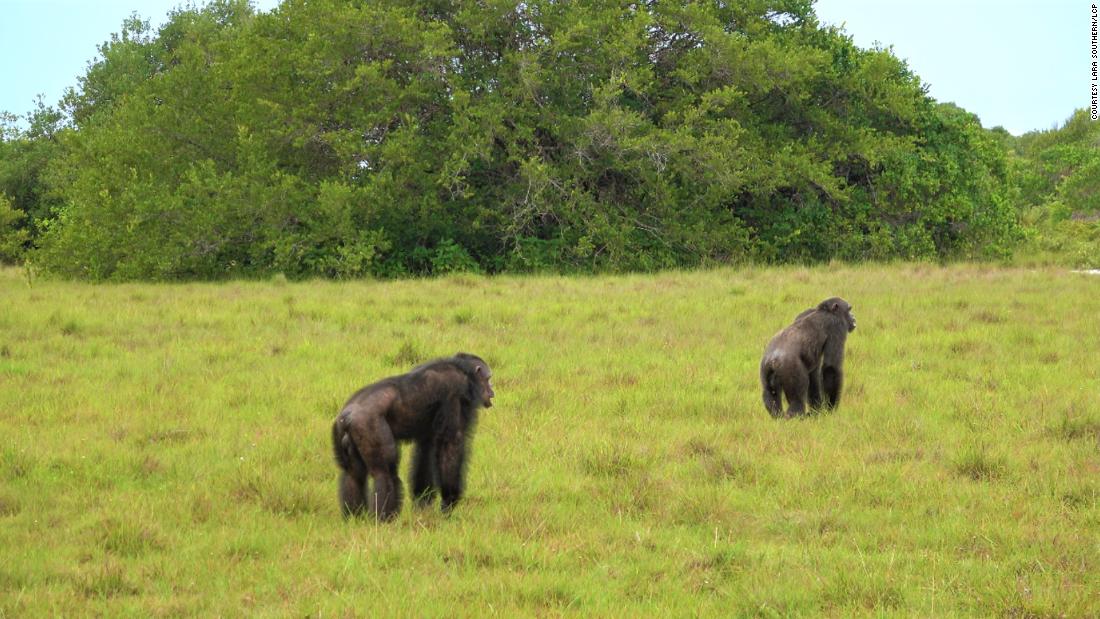 Lethal chimpanzee attacks on gorillas seen for first time in the wild - CNN