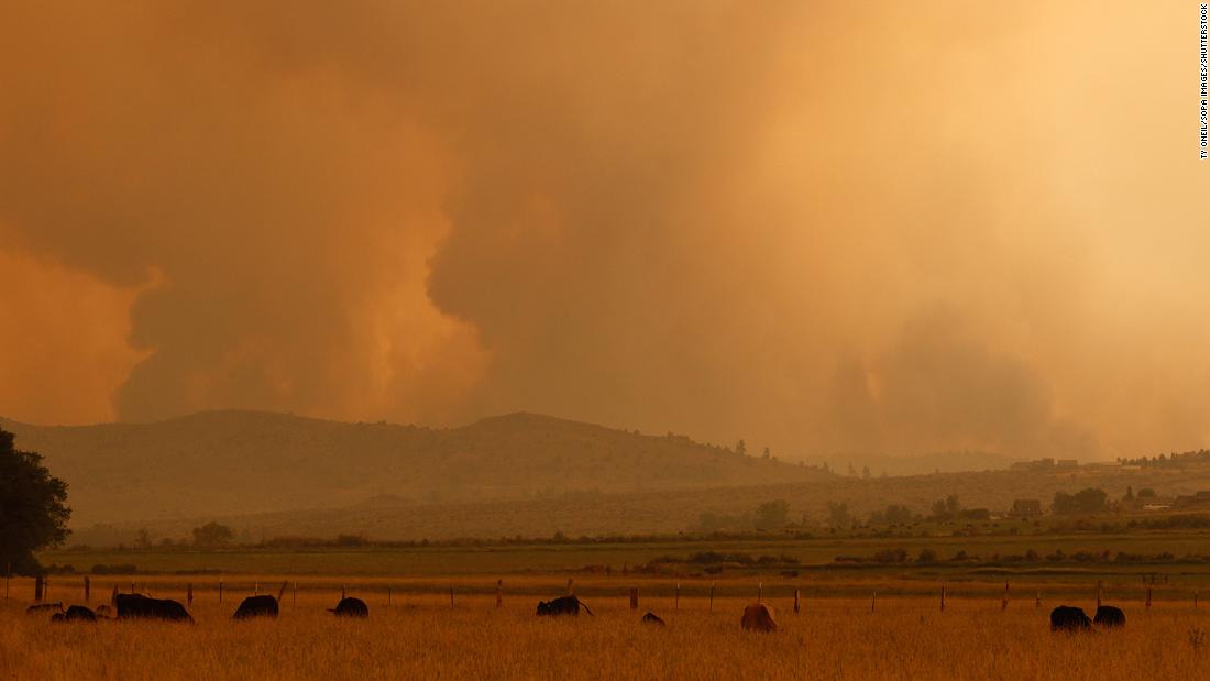 Cattle graze as the Tamarack Fire burns near the California-Nevada border on July 17.