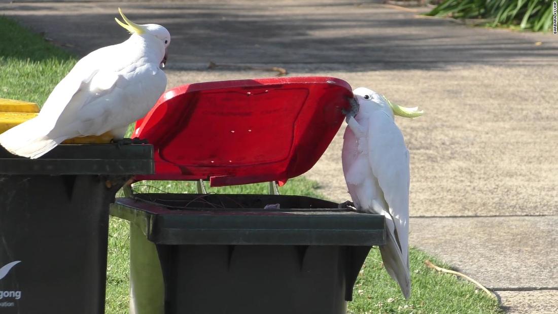 Australia's cockatoos taught each other to open trash cans for food, study finds