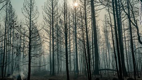 Spot fires smolder near trees damaged by the Bootleg Fire on Thursday, July 22, 2021, in Paisley, Ore. (AP Photo/Nathan Howard)