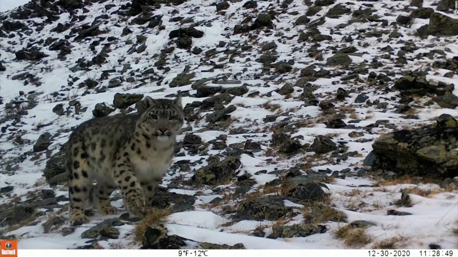 One of the world's most elusive cats caught on camera for first time in  years - CNN Video