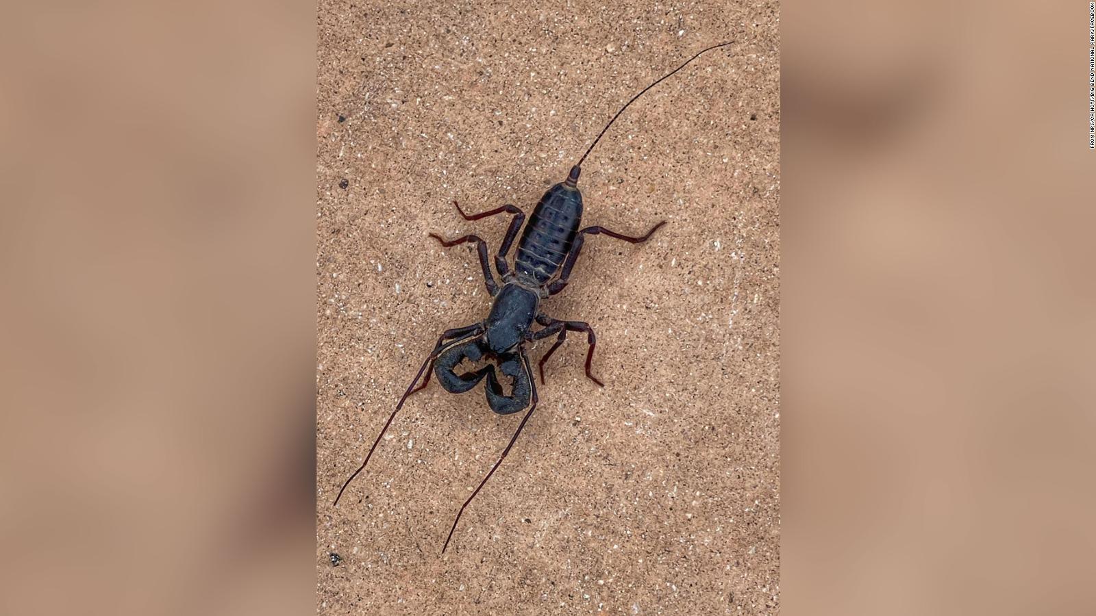 Acidshooting whip scorpions are roaming a national park in Texas CNN