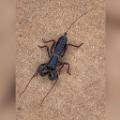 Large black vinegaroon showing thin &quot;whip&quot; tail; long, thin front legs; and heavy mouthparts that serve as pincers.