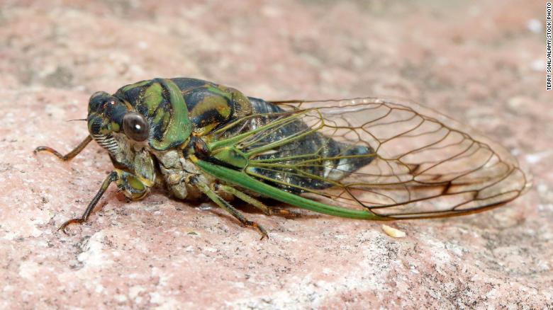 Annual cicadas are here screaming in the dog days of summer. 5 things to know