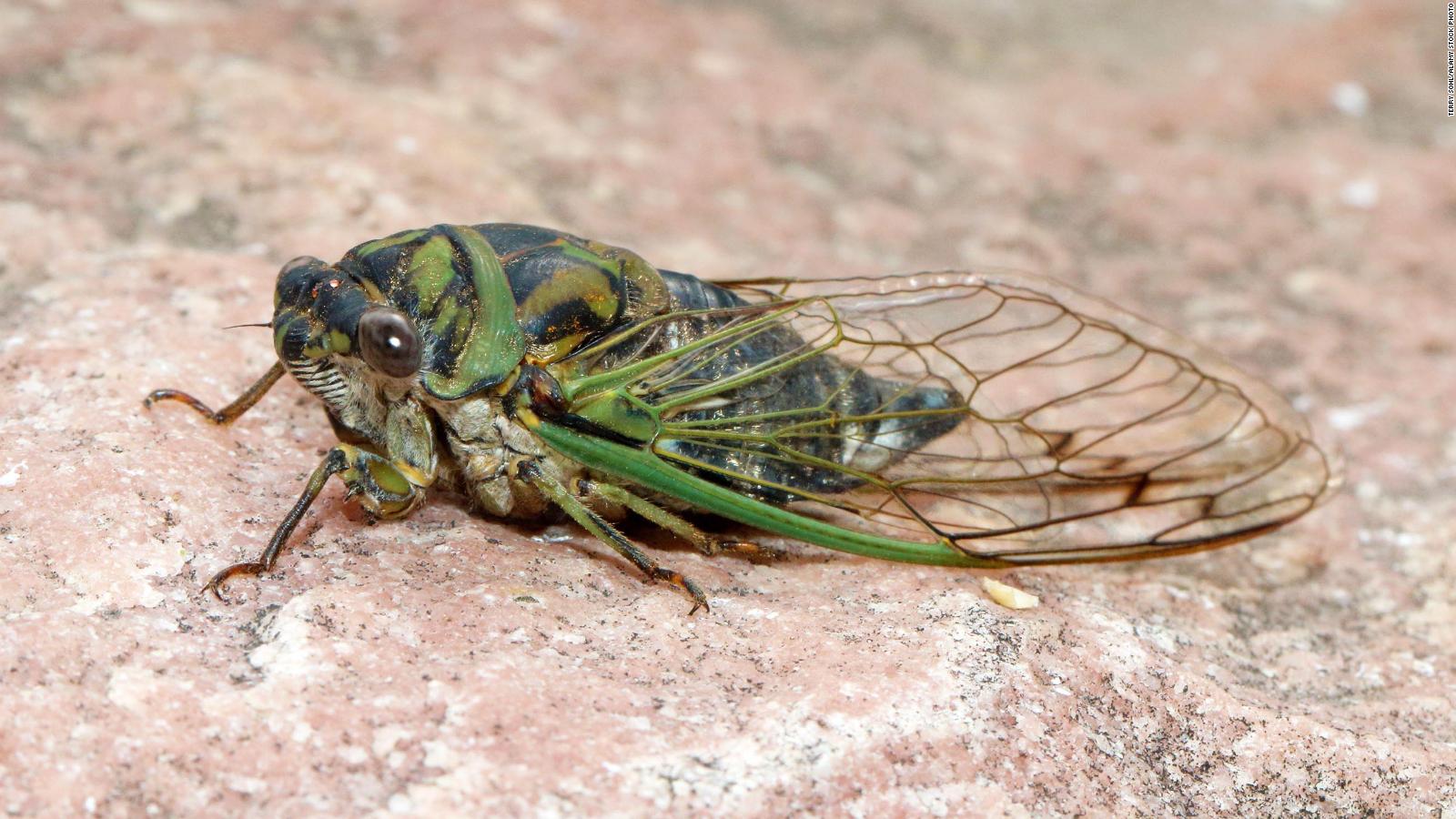Annual cicadas are here 5 things to know CNN