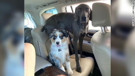 Joy Collier&#39;s dogs Nellie and Charley have been missing since May 2020 after she left them in the care of a Rover sitter. She said she&#39;s done everything from take out billboards to hiring scent handlers and drones in an attempt to find them.