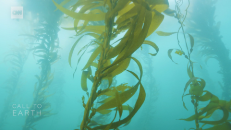 cte saving california&#39;s kelp forests video_00042927.png