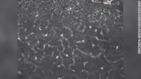 This is a small sample of well-preserved microstructure in an ancient sponge, as shared in Turner&#39;s study.