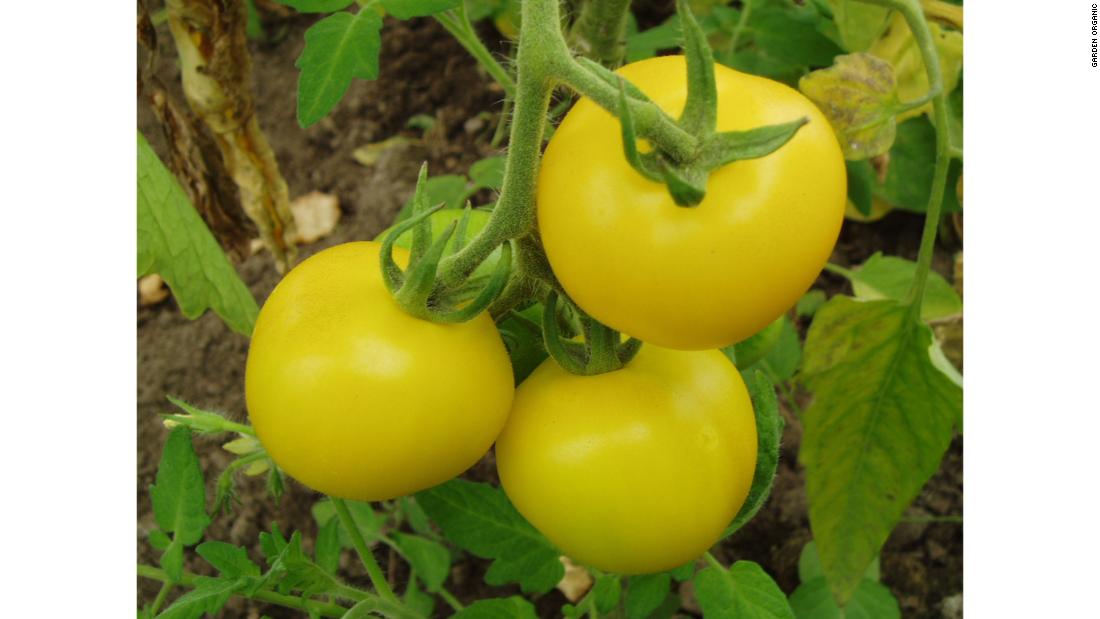 Kenches Gold tomato is named after its donor&#39;s grandfather, &quot;Kench&quot; and dates back to 1901. It produces sweet, deep yellow fruit.
