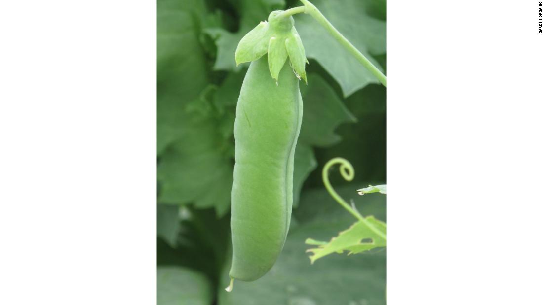 This pea, known as Sutton&#39;s Delicacy, grows up to 4 feet tall, with hanging blunt-ended pods. 