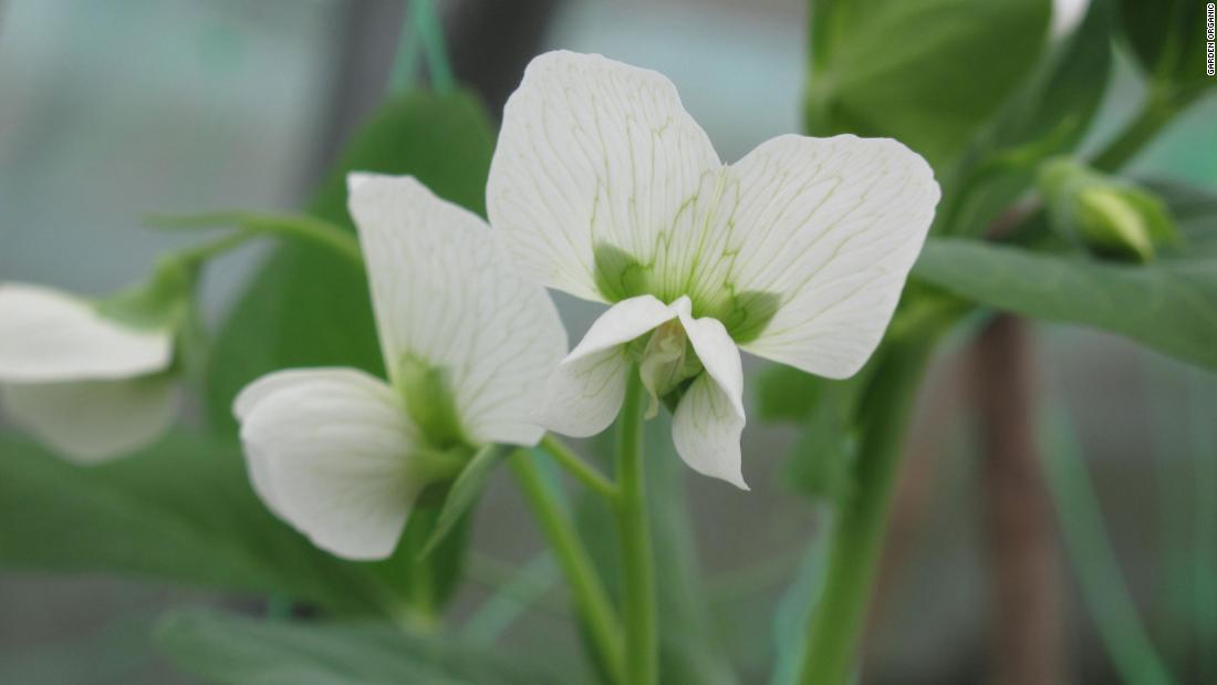 The Carter&#39;s Dwarf sugar pea is one of 16 pea varieties being grown by Heritage Seed Library members. Believed to date back to around 1800, this edible podded pea was once a commercial variety but is now rarely consumed.