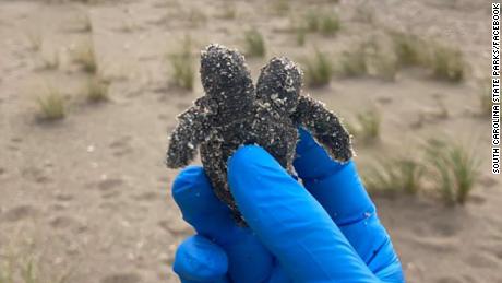 A two-headed sea turtle hatchling was found on a South Carolina beach