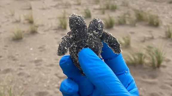 The two-headed sea turtle found at Edisto Beach State Park.
