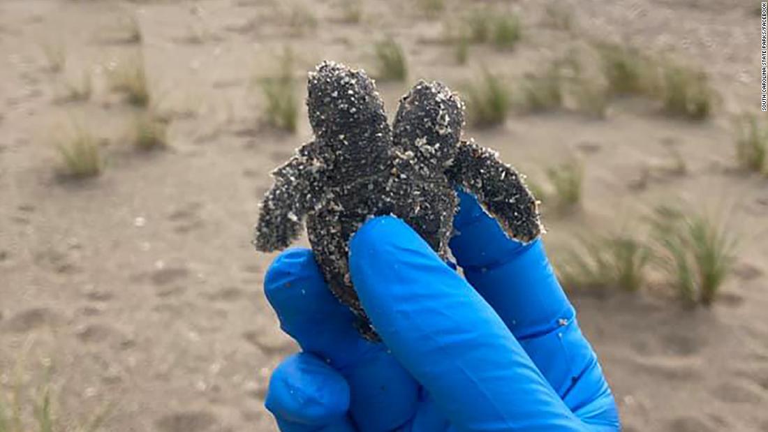 A Two-headed Sea Turtle Hatchling Was Found On A South Carolina Beach