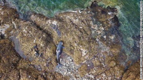 Una orca varada fue liberada de una costa rocosa en Alaska después de estar atrapada durante horas