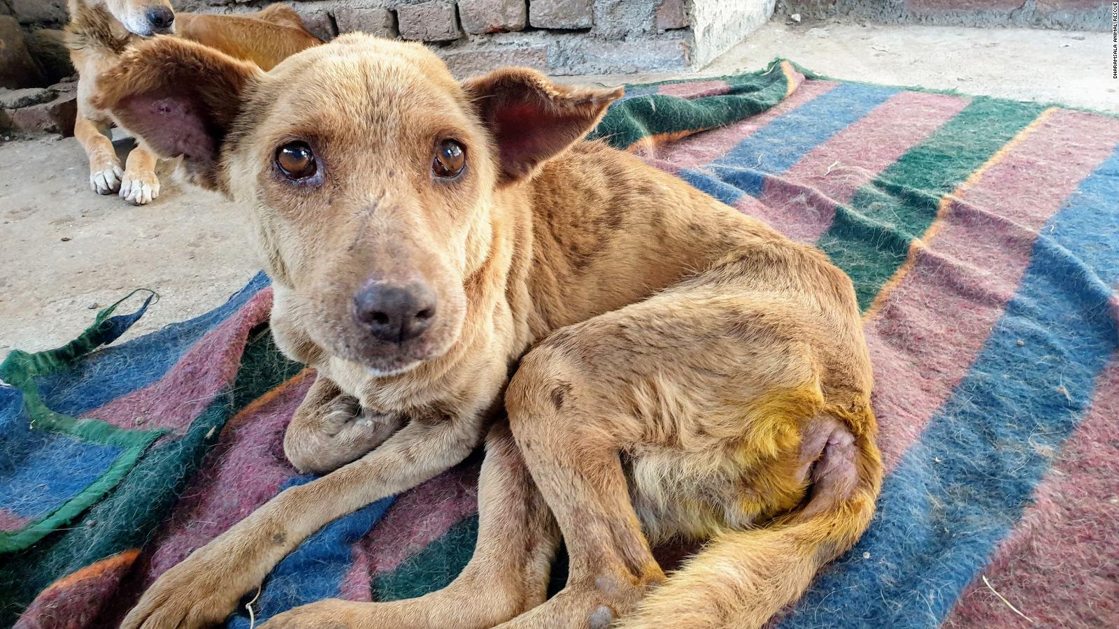 India's stray dogs are being locked out by a US ban on adoptions - CNN