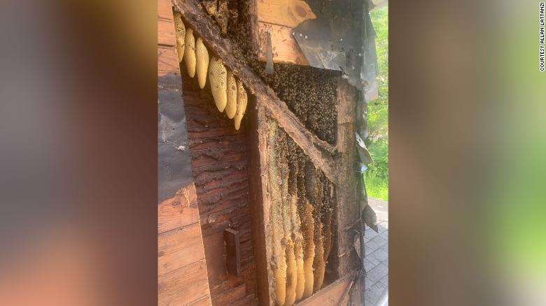 This family found 450,000 bees living in their new Pennsylvania home
