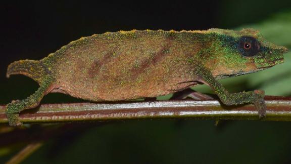 Chapman's pygmy chameleon is one of the world's rarest chameleons, which now clings to survival in small patches of forest in a highly disturbed ecosystem.