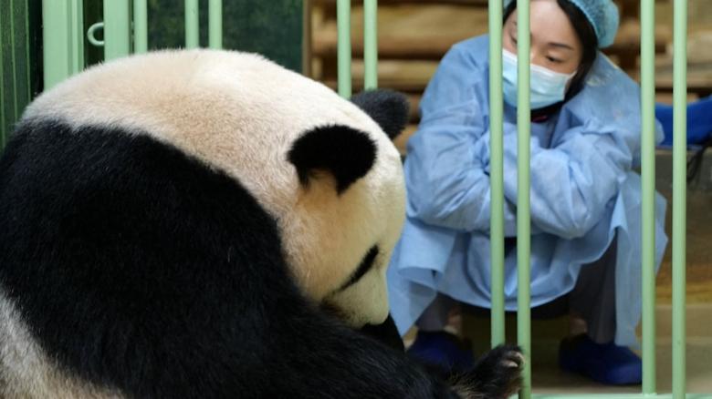 'absolutely Crazy': Zoo Celebrates Birth Of 2 Giant Panda Cubs - Cnn Video