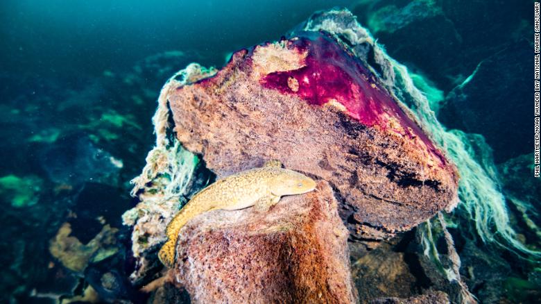 A burbot fish resting on rocks covered in purple and white microbial mats inside the Middle Island Sinkhole in Lake Huron. 