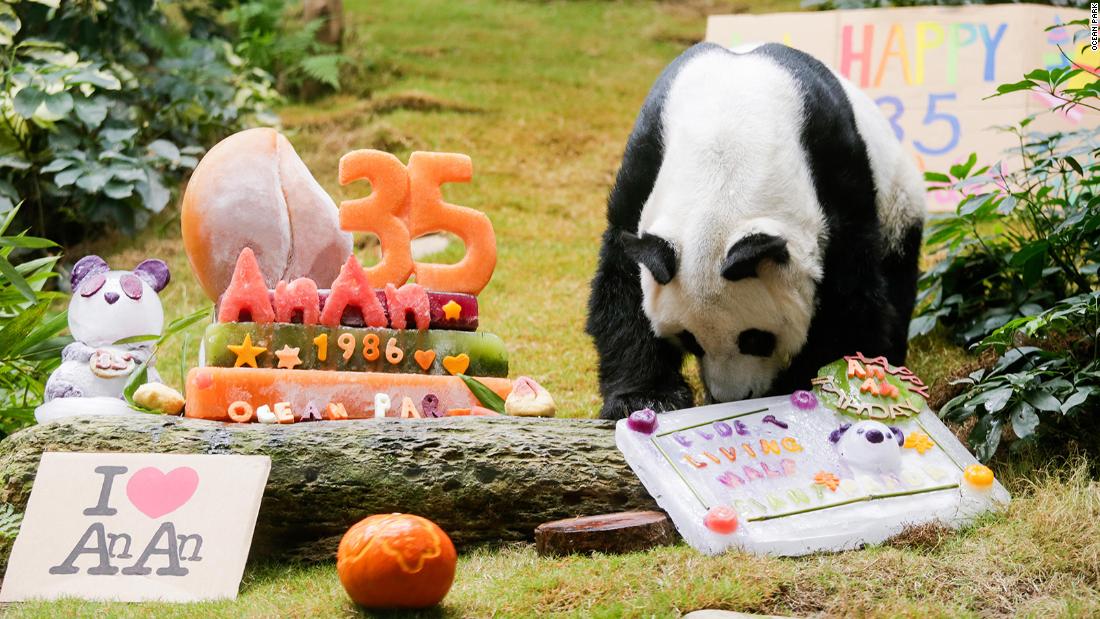 World S Oldest Zoo Panda Turns 35 Cnn Travel