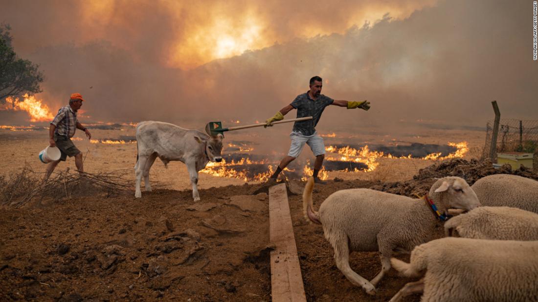 A man leads sheep away from an advancing fire on August 2, in Mugla, Turkey.