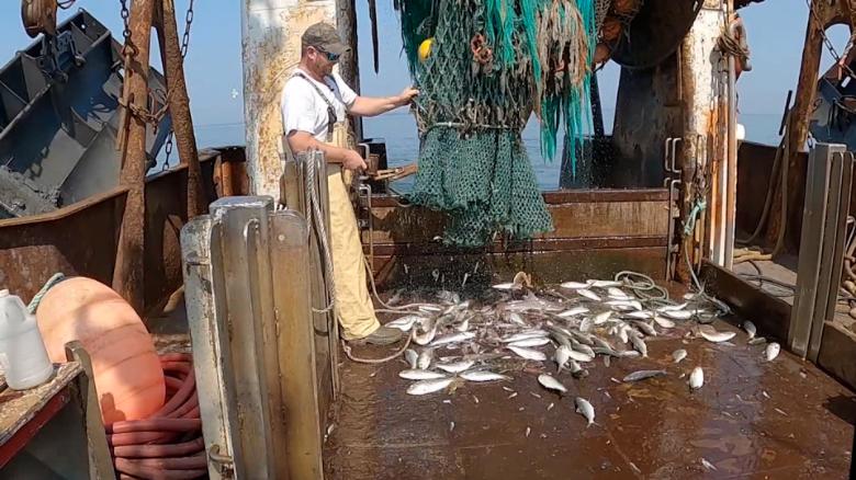 Business is 'insane': Fisherman struggles to meet demand with labor shortages