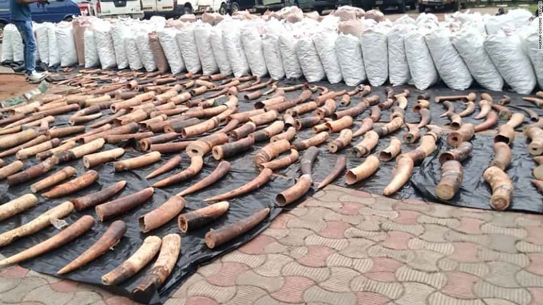 Nigeria seizes record $54 million in pangolin parts and elephant tusks