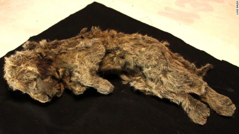 Perfectly preserved cave lion cub found frozen in Siberia is 28,000 years old. Even its whiskers are intact.