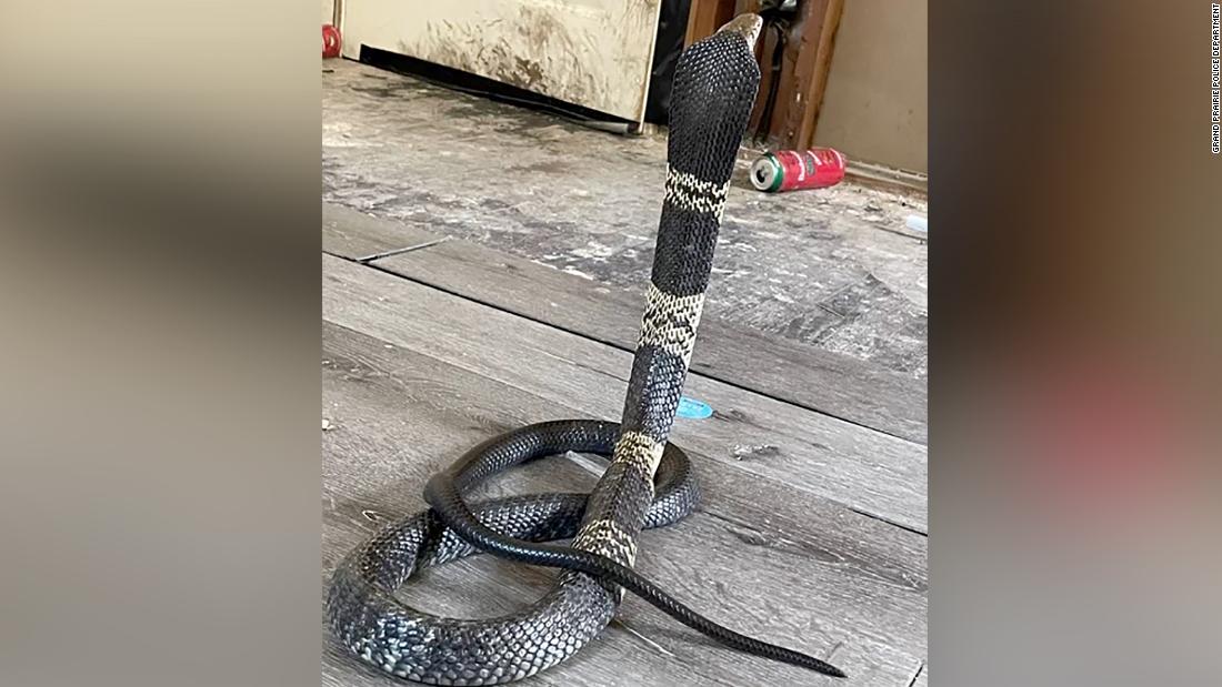 A venomous West African banded cobra is missing in a Texas neighborhood