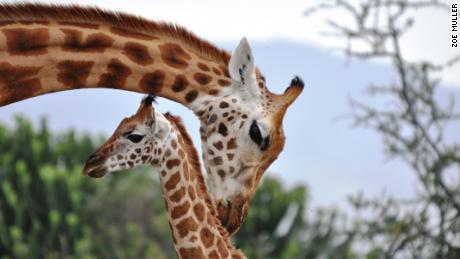 Giraffes have complex social societies.