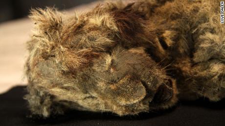 This frozen cave lion cub still has its whiskers intact.