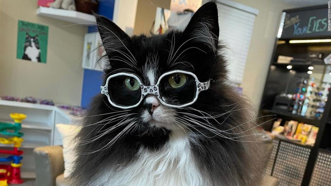 Meet Truffles, the special kitty who wears glasses to help kids feel better about wearing theirs