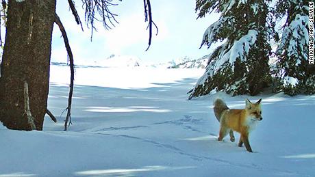 Vulpea roșie din Sierra Nevada este acum protejată și listată ca specie pe cale de dispariție