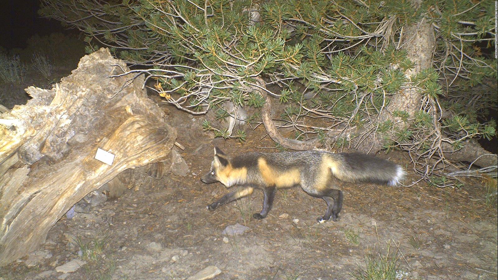 the-sierra-nevada-red-fox-is-now-protected-and-listed-as-an-endangered