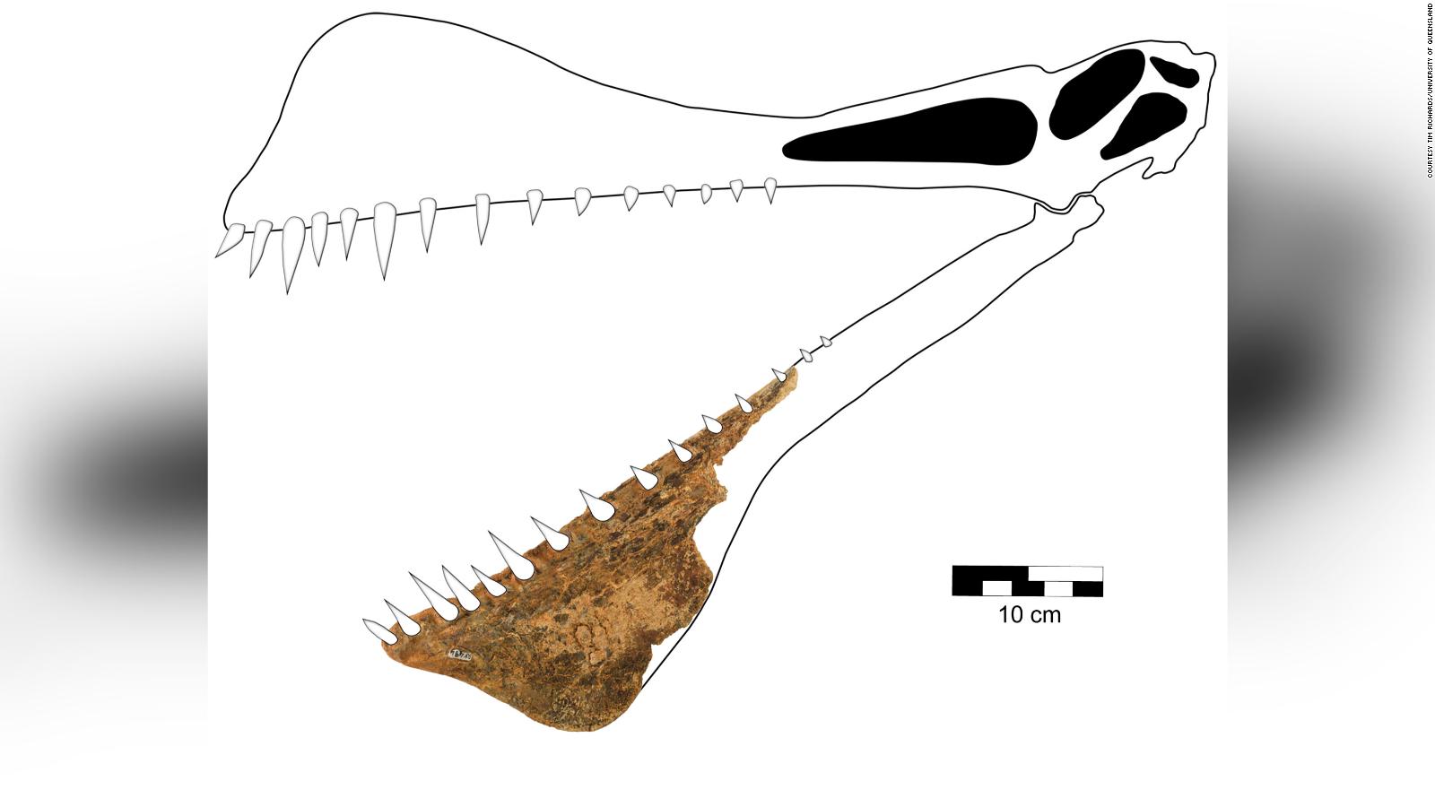 largest flying reptile